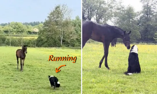 VIDEO: ‘Friendliest’ Dog Sneaks Into the Field to Do This With His Horse Buddy—’The Cutest Thing Ever’