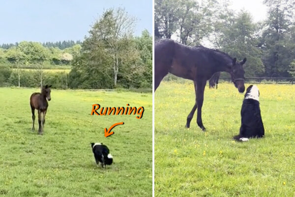 VIDEO: ‘Friendliest’ Dog Sneaks Into the Field to Do This With His Horse Buddy—‘The Cutest Thing Ever’