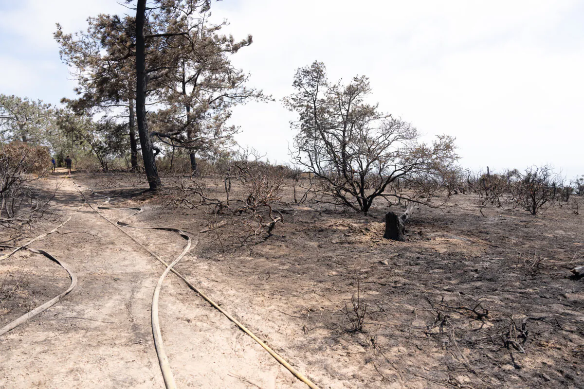 A burned area from the Del Mar fire in a trailhead of the Torrey Pines State Natural Reserve North in San Diego on June 26, 2024. (Jane Yang/The Epoch Times)