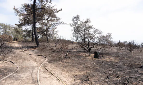 San Diego Torrey Pines Reserve Fire Nearly Contained, Residents Thankful