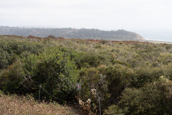 Fire Retardants Leave Red-Brown Color on Vegetations