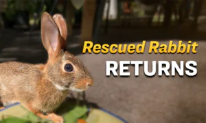 Rescued as a Newborn, Wild Rabbit Comes Back to Visit the Woman Who Raised Her