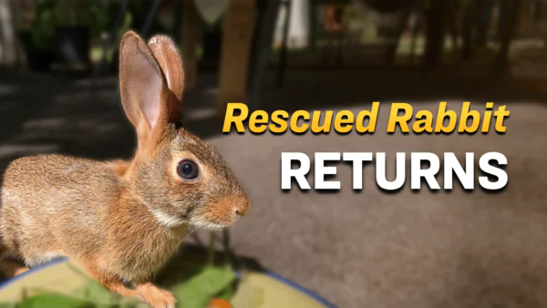Rescued as a Newborn, Wild Rabbit Comes Back to Visit the Woman Who Raised Her