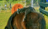 Kitty Goes for a Relaxing Ride on Mini Horse
