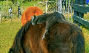 Kitty Goes for a Relaxing Ride on Mini Horse