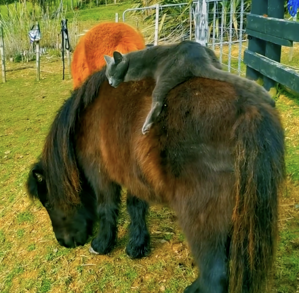 Kitty Goes for a Relaxing Ride on Mini Horse