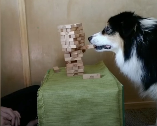 Dog Learns How to Play Jenga