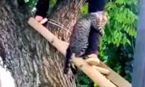 Cat Clings to Rescuer’s Leg Tightly When Being Saved From Tree