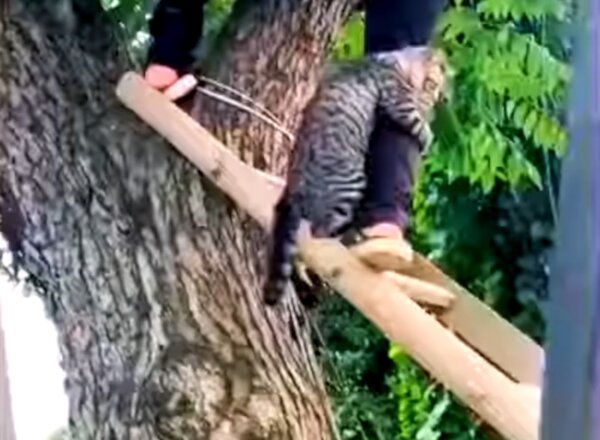 Cat Clings to Rescuer's Leg Tightly When Being Saved From Tree