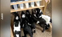 Baby Goats and Llama Rush Indoors to Be Bottle Fed
