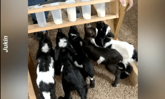 Baby Goats and Llama Rush Indoors to Be Bottle Fed