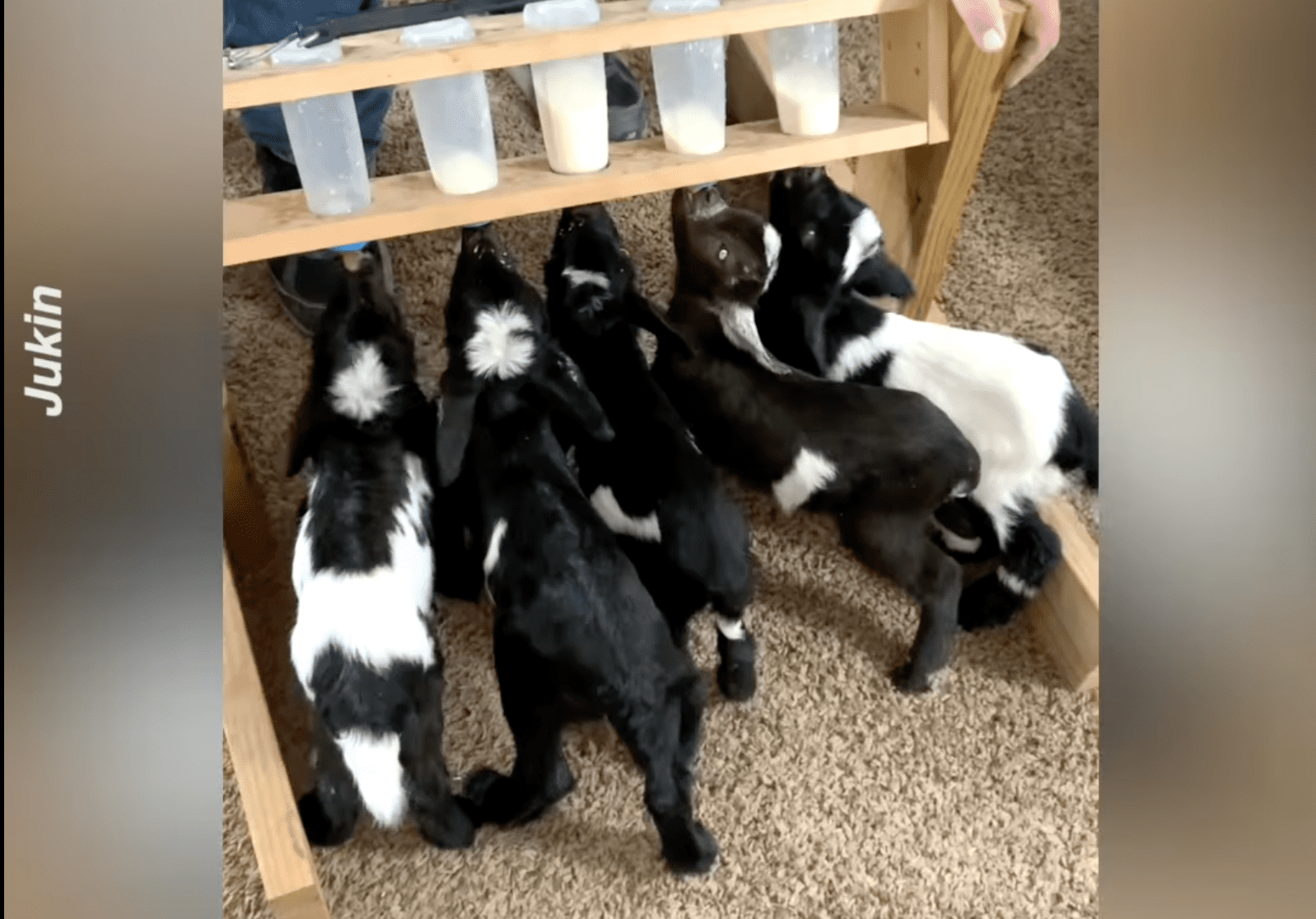 Baby Goats and Llama Rush Indoors to Be Bottle Fed EpochTV
