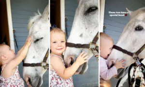 Little Girl Loves Gentle Horse Who Lets Her Snuggle Noses Every Time They Meet—And Its Adorable