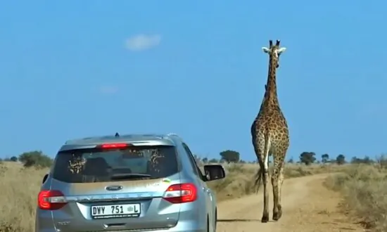 Traffic Held Up by Unbothered Giraffe Strolling Along Safari Park Road in South Africa