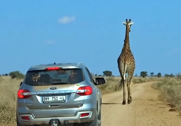 Traffic Held Up by Unbothered Giraffe Strolling Along Safari Park Road in South Africa