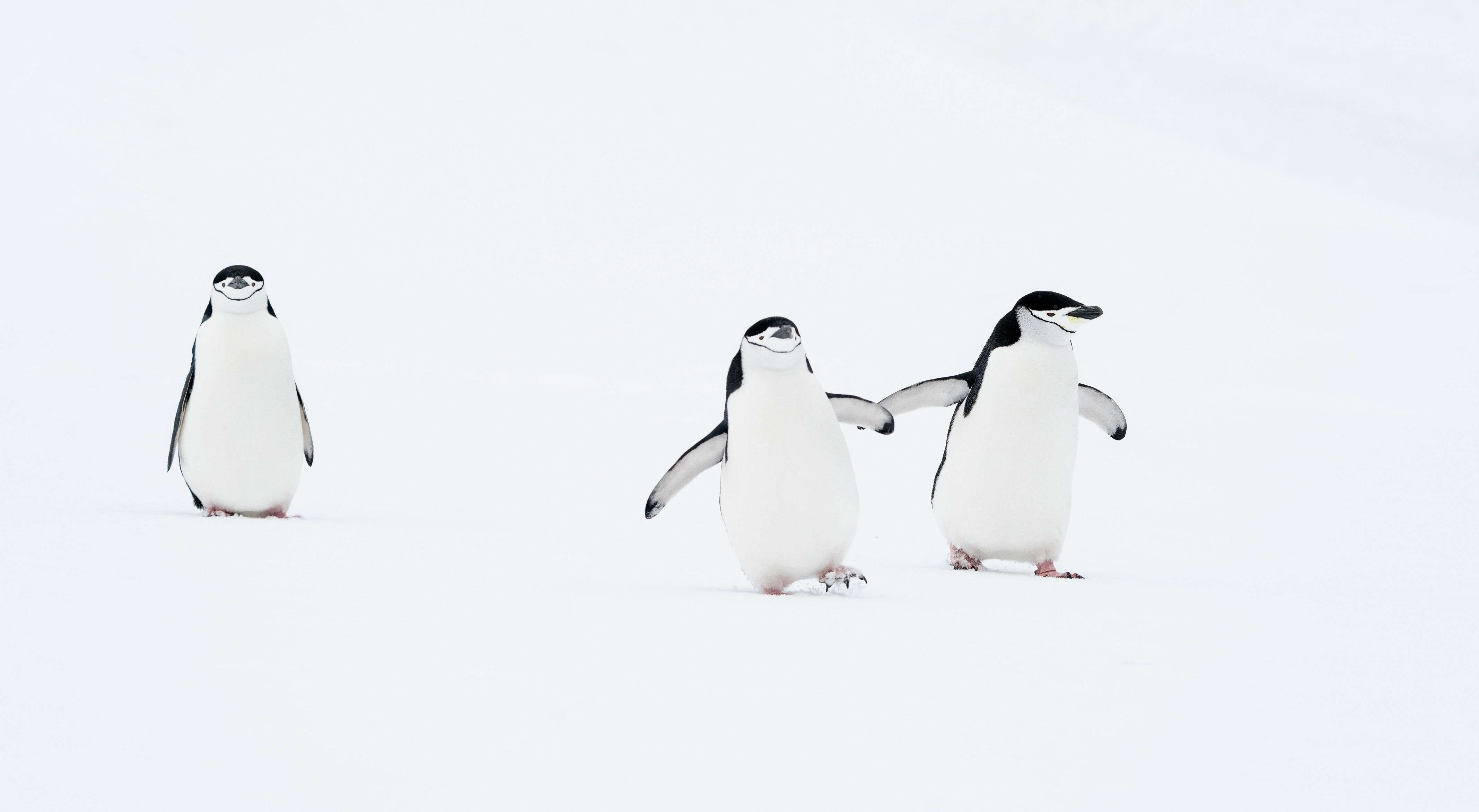 Epoch Times Photo
