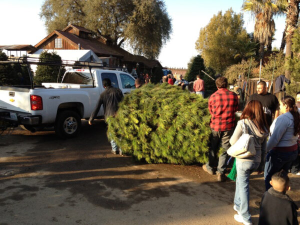 visitors buy Christmas trees during the holiday months at Hillcrest Farm in Reedley, Calif. (Courtesy of Sean and Melissa Bautista)