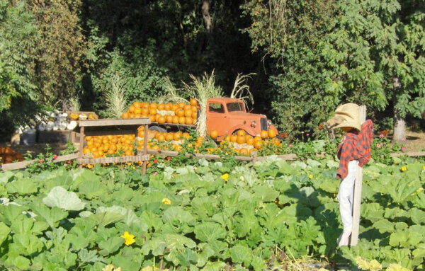 Hillcrest Farm during the Fall features a wide variety of pumpkins for sale. (Courtesy of Sean and Melissa Bautista)