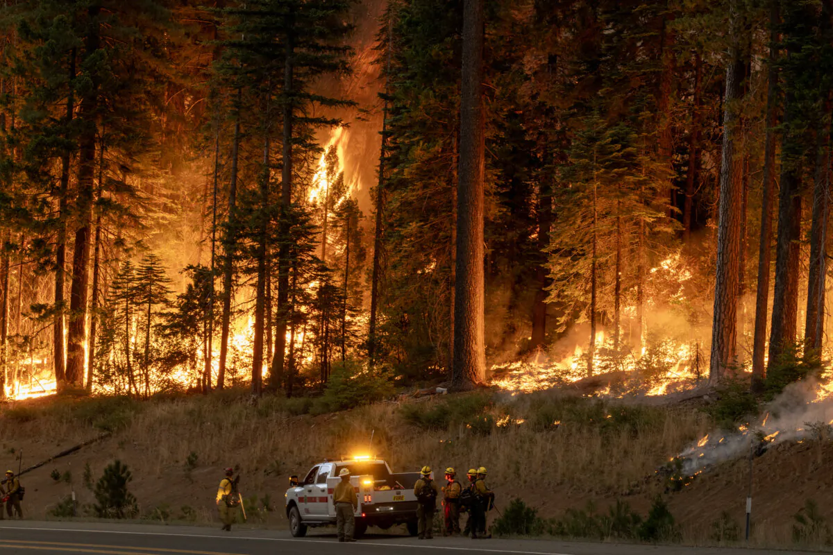 Flames quickly grow as firefighters set a backfire on the eastern front of the Park Fire near Chico, Calif., on July 28, 2024. (David McNew/Getty Images)