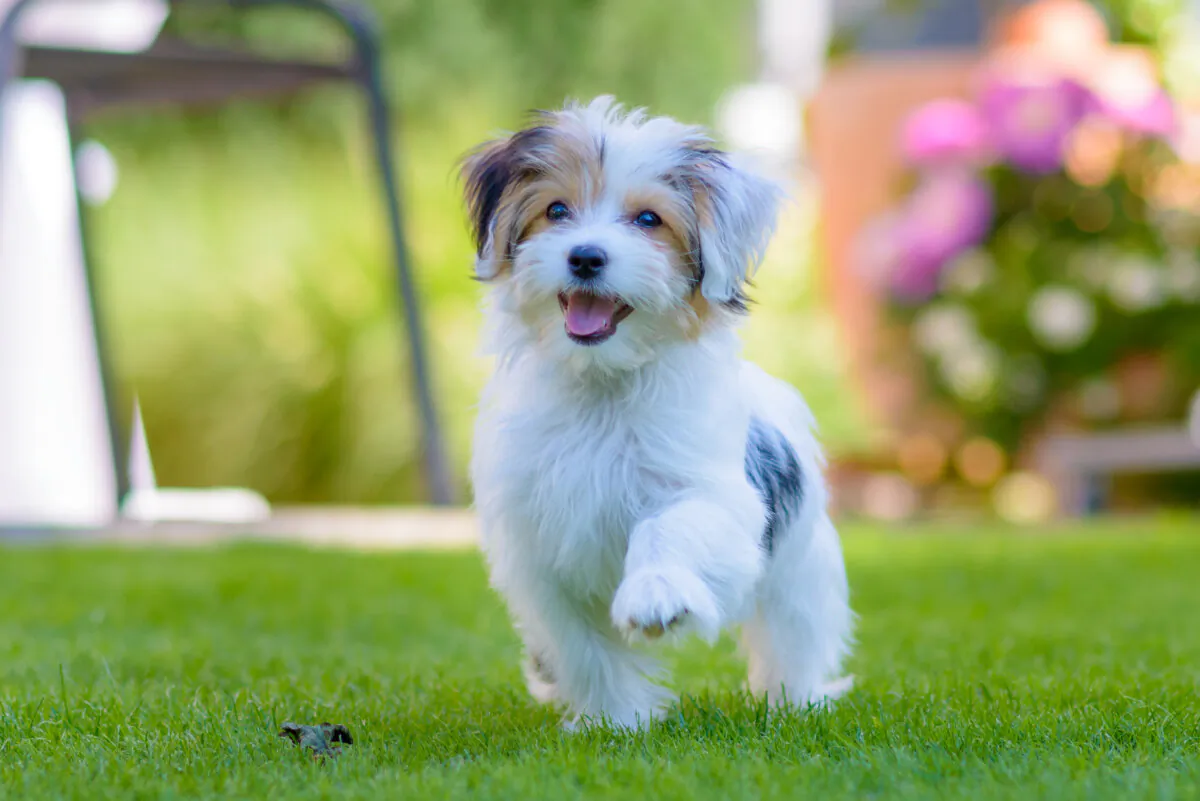 Dogs naturally carry six allergens. (michaelheim/Shutterstock)