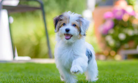 Vegan-Fed Dogs Have ‘Best Health Outcomes’: Australian Researchers