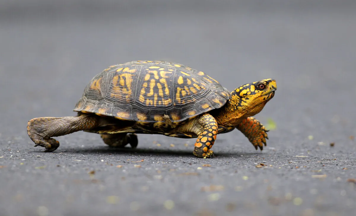 A male Eastern Box Turtle moves across a path at Wildwood Lake Sanctuary in Harrisburg, Pa., on May, 2, 2009. (Carolyn Kaster/AP Photo)