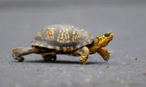 Man Pleads Guilty to Turtle Smuggling From US to Hong Kong