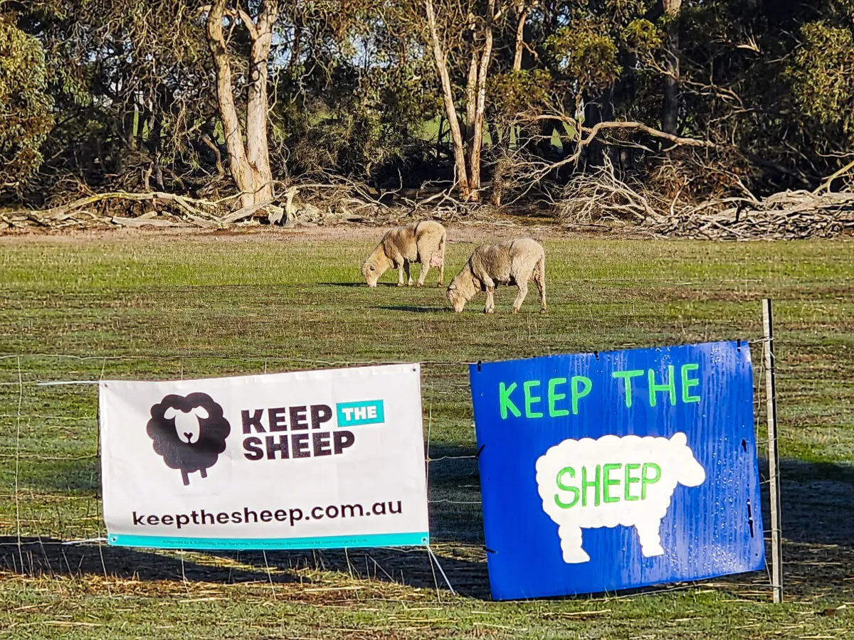 Sheep graze in a farm paddock behind signs protesting the live sheep ban in the south of Western Australia on June 20, 2024. (Susan Mortimer/The Epoch Times)