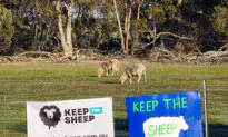 Australia Passes Law to End Live Sheep Export by 2028