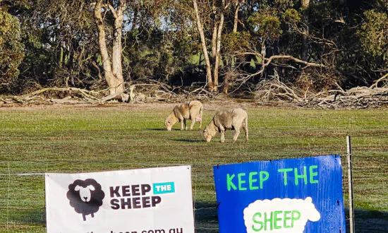 Australia Passes Law to End Live Sheep Export by 2028