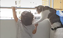 Cat Keeps Little Human Safe