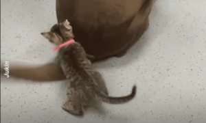 Kitten Plays With Wagging Dog Tail