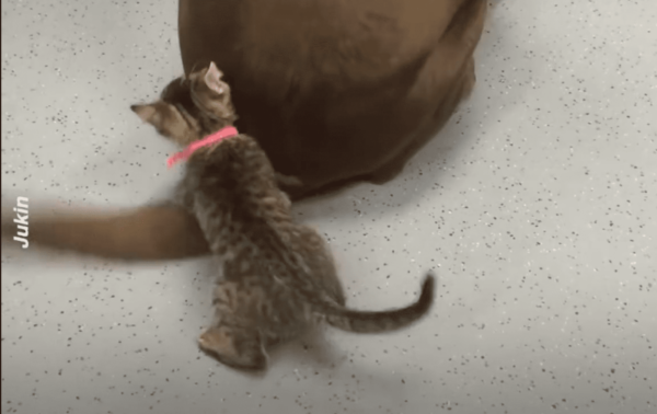 Kitten Plays With Wagging Dog Tail