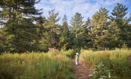 This Master Forager Wants You to Love the Weeds in Your Garden