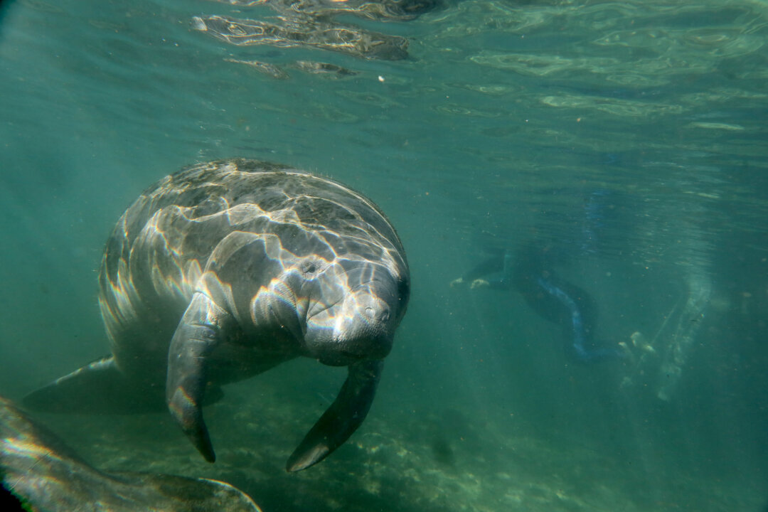 Swim Like a Fish: 10 Can’t-Miss Snorkeling Spots in Central Florida ...