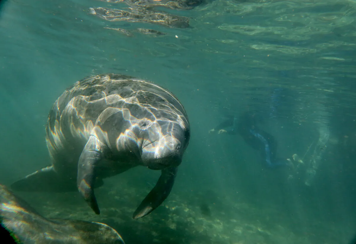 A manatee inspects snorkelers while swimming near the entrance to Three Sisters Springs in December 2014 on Kings Bay in Crystal River in Citrus County, Florida. (Douglas R. Clifford/Tampa Bay Times/TNS)
