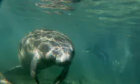 Swim Like a Fish: 10 Can’t-Miss Snorkeling Spots in Central Florida