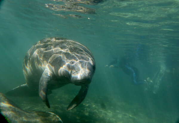 Swim Like a Fish: 10 Can't-Miss Snorkeling Spots in Central Florida