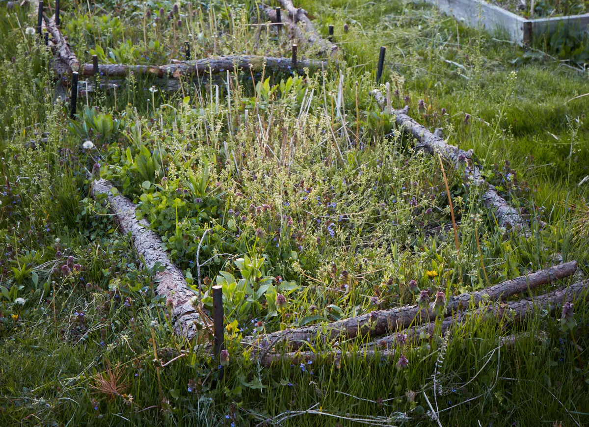 A few branches and pins are all it takes to keep track of a patch of wild plants. (Ngoc Minh Ngo)