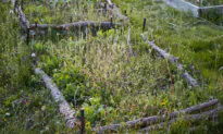 DIY Garden Tutorial: Build an Easy Enclosure for a Wild Patch in Your Garden