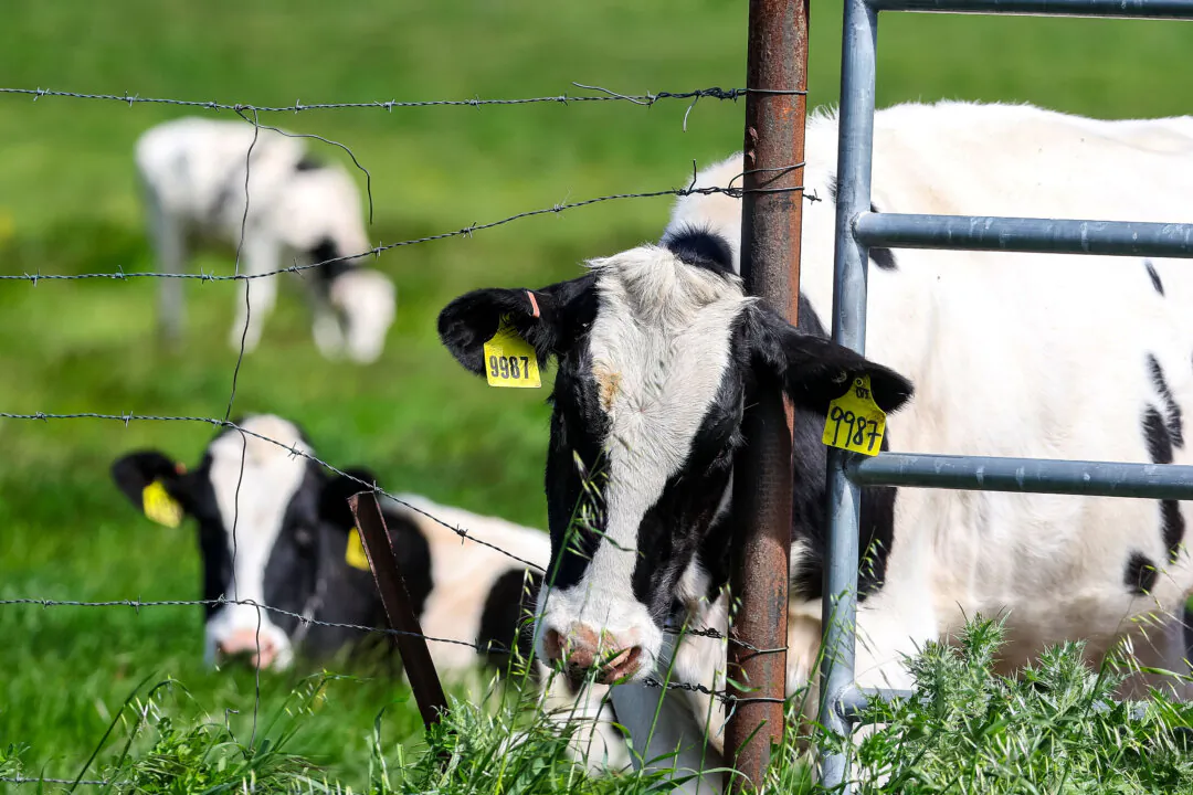 Cows graze in a field at a dairy farm in Petaluma, Calif., on April 26, 2024. (Justin Sullivan/Getty Images)