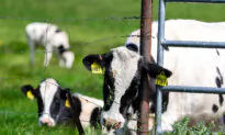 Pasteurizing Milk Inactivates Highly Infectious Bird Flu: USDA Report