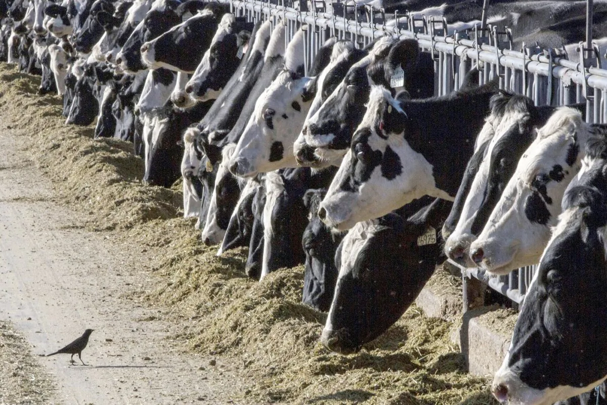 Dairy cattle feed at a farm in New Mexico on March 31, 2017. (Rodrigo Abd/AP Photo)