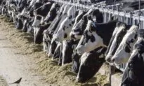 Colorado Orders Dairy Farms to Conduct Weekly Milk Testing for Bird Flu