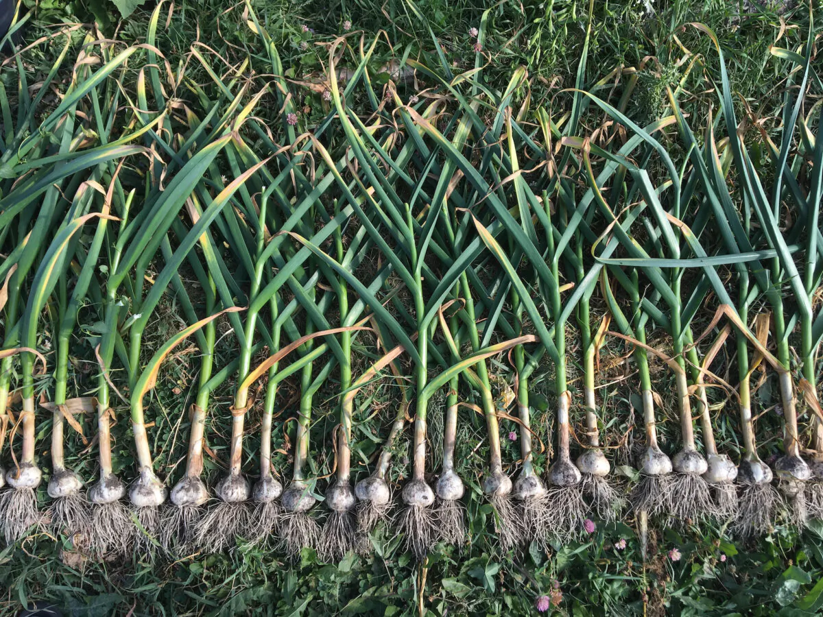 Homegrown hardneck garlic is a completely different beast. (amandalala123/Shutterstock)