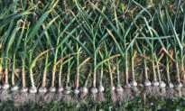 Declaring Garlic Independence