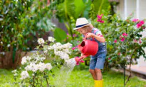 Heat Wave Gardening: What Your Plants Need to Survive in Extreme Temperatures