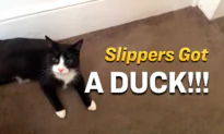 Slippers the Cat Brings Home a Motionless Wild Duck, and It’s Hilarious