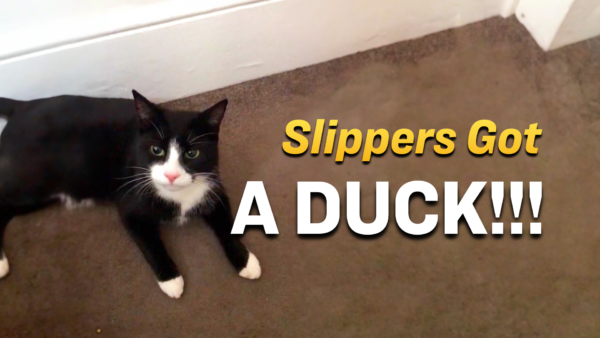 Slippers the Cat Brings Home a Motionless Wild Duck, and It's Hilarious