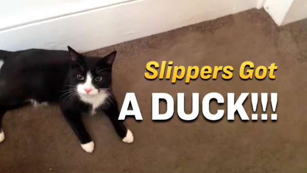 Slippers the Cat Brings Home a Motionless Wild Duck, and It’s Hilarious
